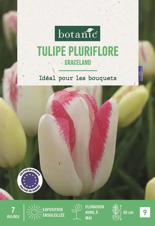 Jardin actuel:Bulbes de fleurs Tulipe pluriflore Graceland rose botanic® - 7 bulbes