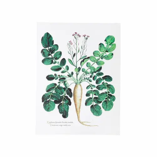 Idée nature：Affiche radis blanc - 30 x 40 cm
