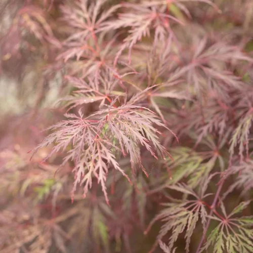 Nature utile:Érable du Japon Dissectum Inaba Shidare rouge. Le pot de 4 litres