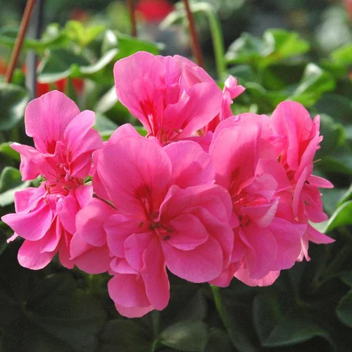 Jardin malin:Géranium Lierre double à fleurs multicolores - La barquette de 10 plants