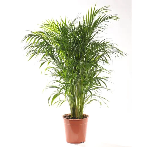 Jardin et idées：Areca. Le pot Ø 21 cm