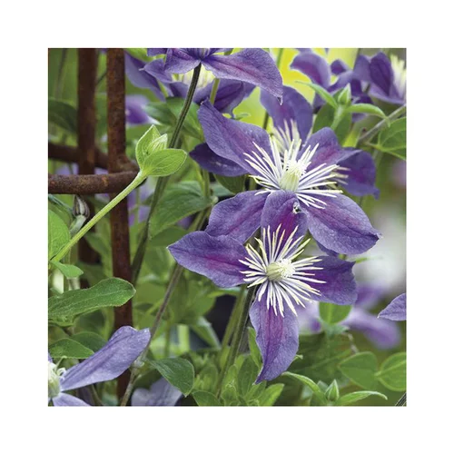 Accessoire jardin：CLEMATITE ARABELLA. Le pot de 3 litres