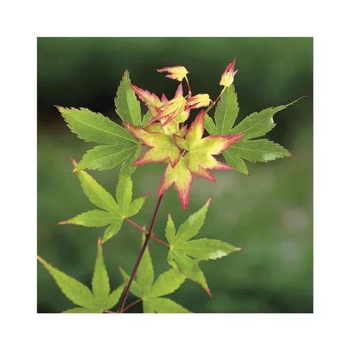 Pour équiper le jardin:Erable du Japon (ACER PALMATUM LITTLE PRINCESS ) Le pot de 10 litres