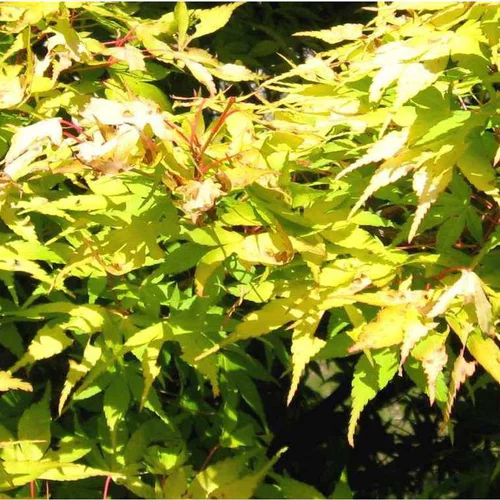 Autour du jardin：Prunier Reine Claude Doree. En racine nue, forme gobelet