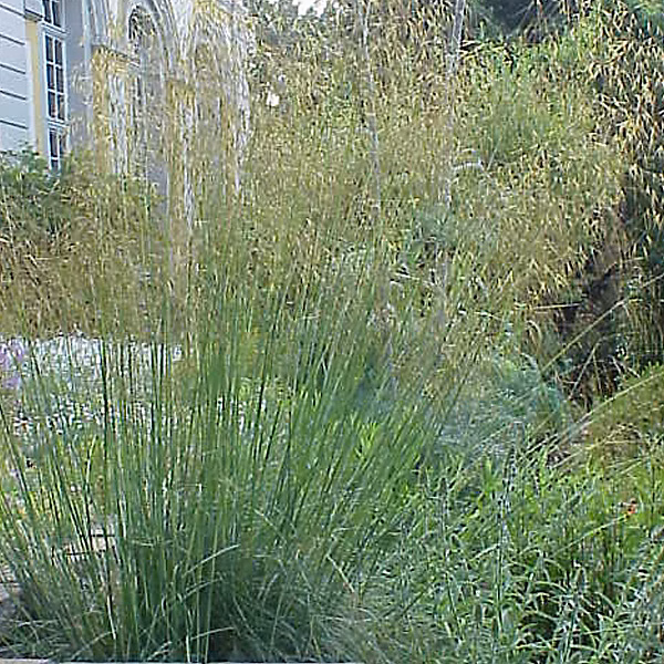 6 x Stipe géante – Stipa gigantea, godet 9cm x 9cm