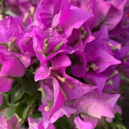 La solution pour votre jardin:Bougainvillée (Bougainvillea). Le pot de 20 litres