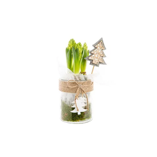 Choix jardin：Jacinthe X3 Verrerie Deco Sapin