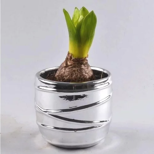 Pour un jardin agréable:Jacinthe en pot décoratif. La composition de 10 cm