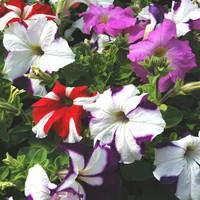Choix extérieur:Pétunia retombant coloris variés. Le pot de 10,5 cm