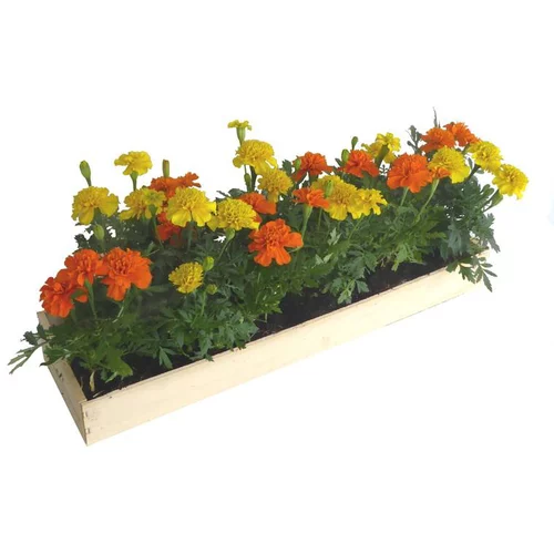 Simple au jardin：Œillet d'Inde - La cagette de 14 plants