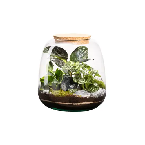 Pour organiser le jardin:Terrarium autonome botanic® Moly Stone - Taille M Ø 19 cm H 20 cm
