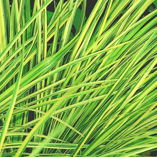 Jardin malin：Acorus Gramineus Ogon. Le pot diam 12 cm