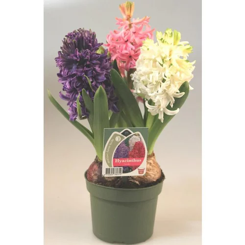 Pour plus de praticité au jardin：Jacinthe Arlequin - Le pot de 3 litres