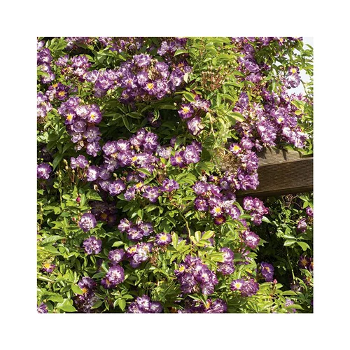 Jardin plaisir:Rosier veilchenblau coloris violet. Le pot de 3 litres