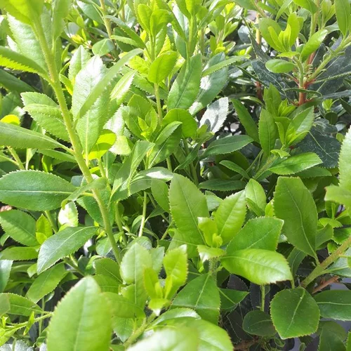 Indispensable au jardin:Arbousier touffe. Le pot de 5 litres