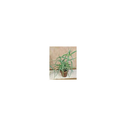 Pour vos espaces verts:Aloe Arborescens vert en pot de 3 L