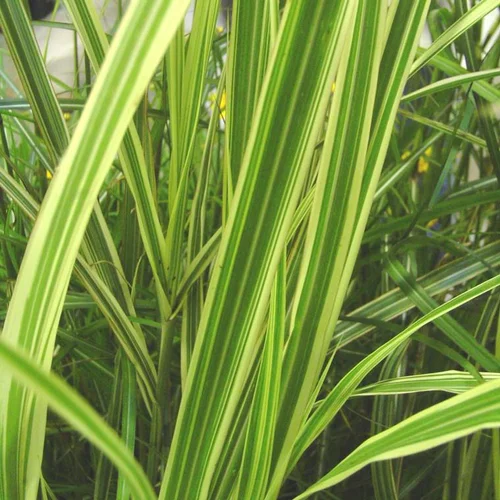 Confort au jardin：Miscanthus Sinensis Variegatus - Le pot de 4 litres