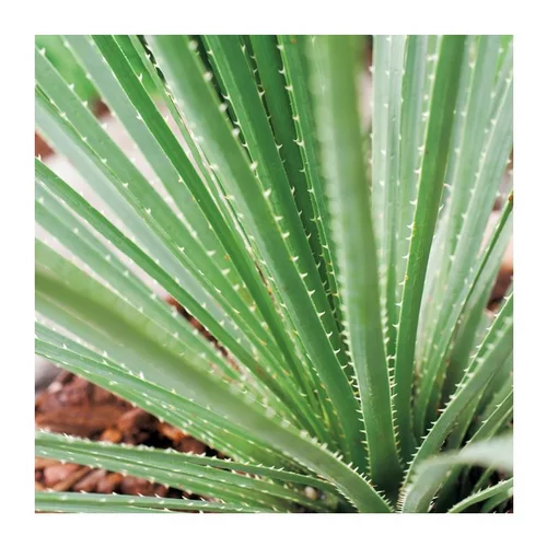 Solution jardin:Dasylirion - pot 10 L