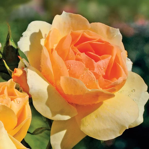 Jardin à embellir：Rosier Mythique ®. Le pot de 3 litres