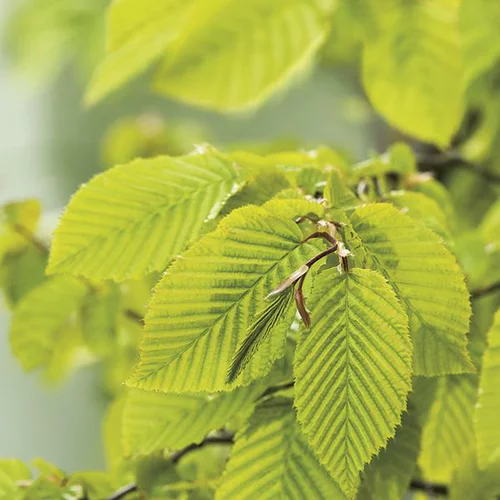 Jardin actuel：Charme commun (Charmille) vert. Le pot de 7 litres