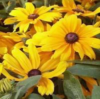 Esprit extérieur：Rudbeckia Vivace - Le pot de 5 litres