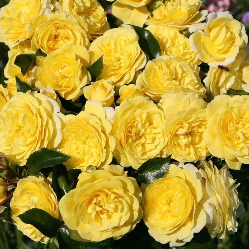 Pour équiper le jardin:Rosier Solero jaune. Le pot de 2 litres