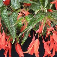 Pratique pour l’extérieur：Bégonia pendula - Le pot de 1 litre