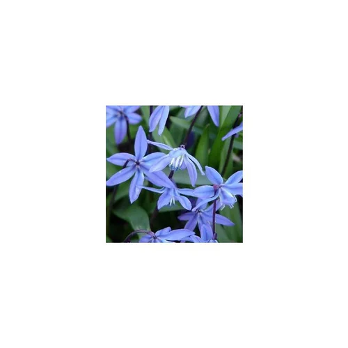Équipement pour le jardin：Scille de Sibérie - Le pot de 10.5 cm