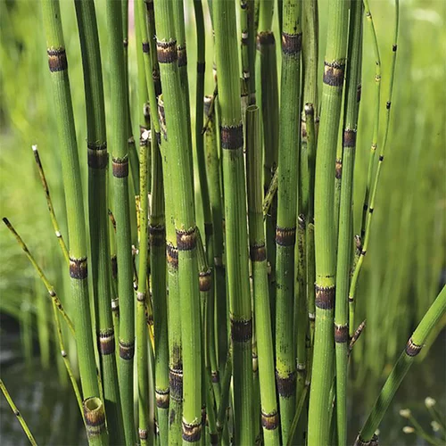 Le bon choix pour le jardin：Equisetum japonicum pot de 3 litres