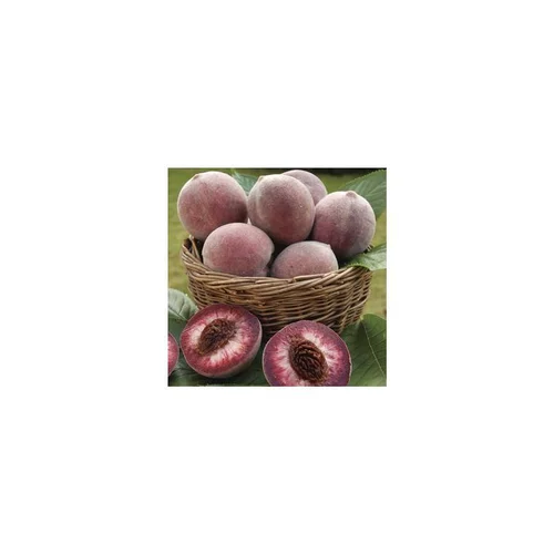 Extérieur essentiel：Pecher Sanguine De Savoie. En racine nue, forme gobelet