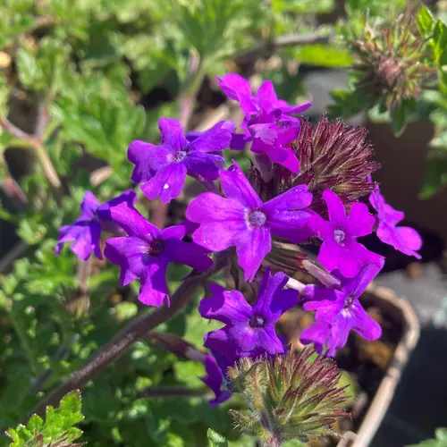 Facile extérieur:Verveine ‘Homestead Purple’ - Le pot de 2 litres