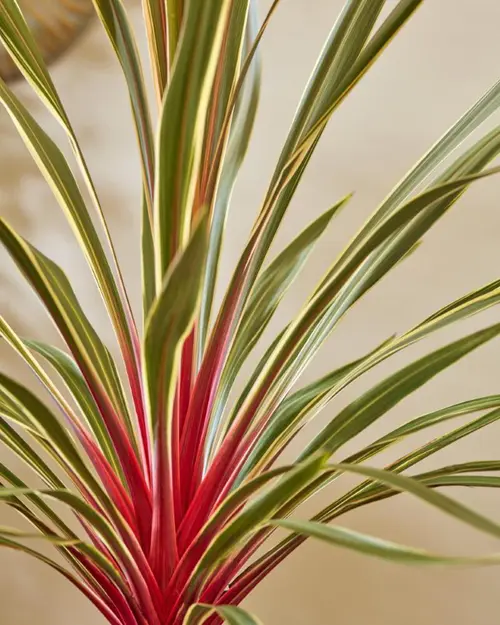 Spécial jardin:Cordyline australis Magic Star coloris vert – 3,5 L