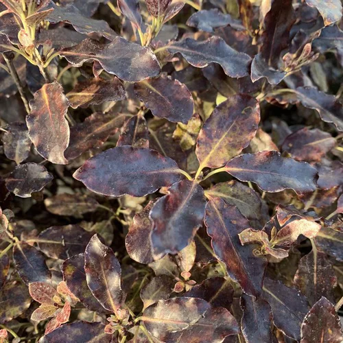 Jardin service：Pittosporum Tenuifolium variété Tom Thumb. Le pot de 2 litres