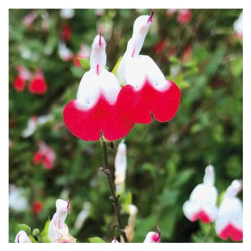 Accessoire extérieur：Sauge rouge et blanche Hot Lips - Le pot de 9 x 9 cm