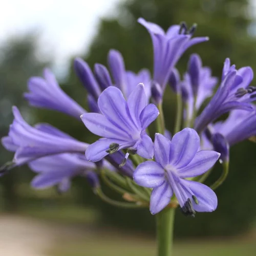 Tendance jardin:Agapanthe (tubéreuse) à fleurs bleues - Le pot de 4,5 litres