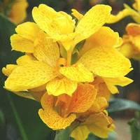 Idée nature：Canna dit Balisier nain - Le pot de 3 litres