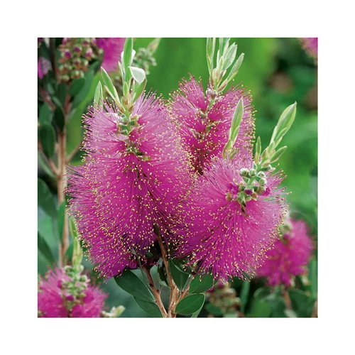 Essentiel pour le jardin:Callistemon Viminalis Hot Pink. Le pot de 7 litres