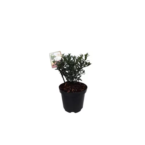 Pour profiter pleinement de l’extérieur：Houx Ilex Aquifolium Myrthifolia en pot de 2 L