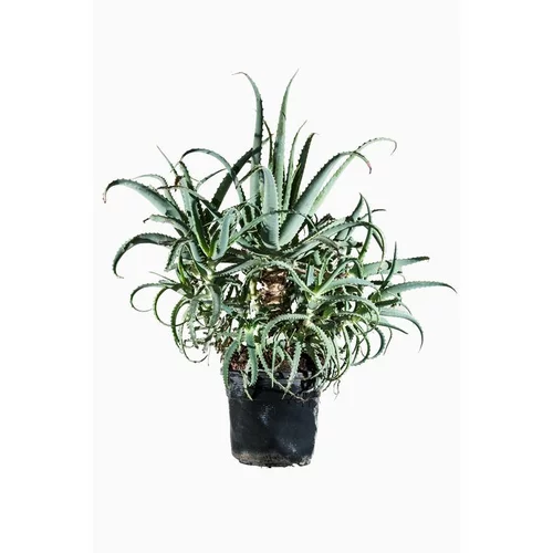 Un plus pour votre jardin:Aloe Arborescens en pot de 7 L vert