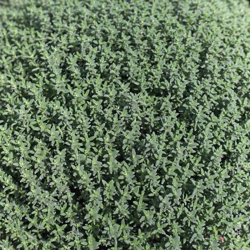 Espace vert malin：Thym Commun Bio. Le pot de 4,6 litres