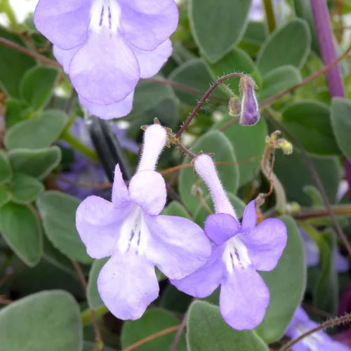 Solution maison：Streptocarpus - La jardinière de 40 cm