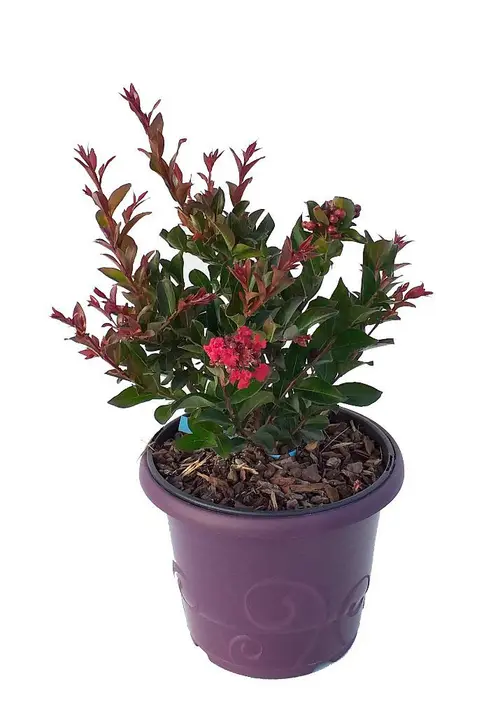 Un atout pour vos extérieurs：Lagerstroemia Enduring Summer® Red coloris rouge – 3 L