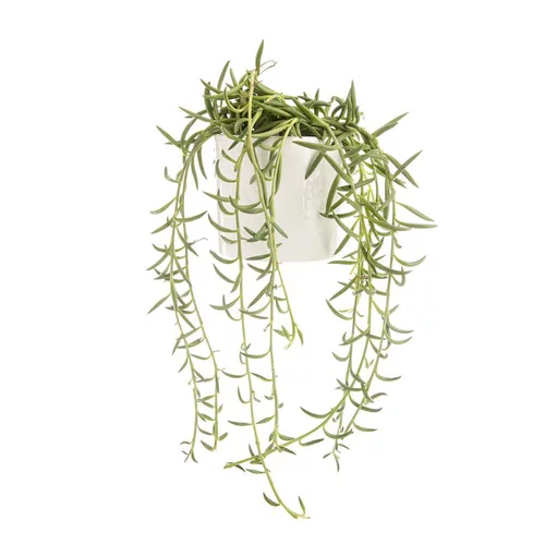 Espace vert facile：Senecio radicans en pot blanc émaillé H 10 x Ø 15 cm