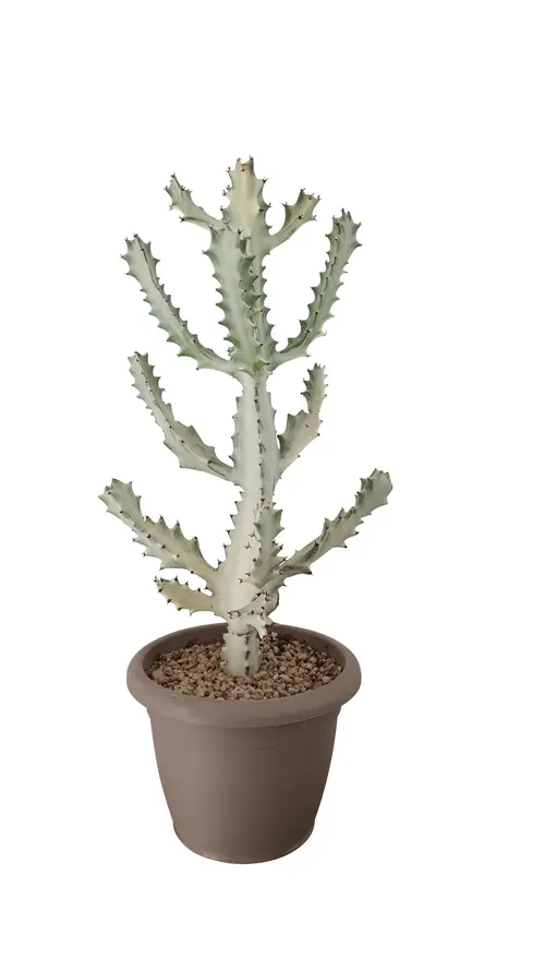 Pour transformer votre jardin：Cactus mix botanic®. Le pot de Ø 40 cm