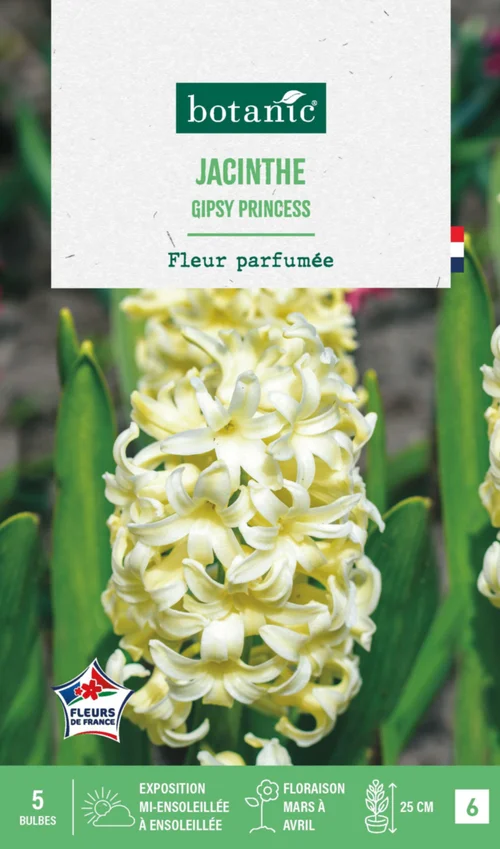 Extérieur fonctionnel：Jacinthe gipsy princess botanic® - 5 bulbes