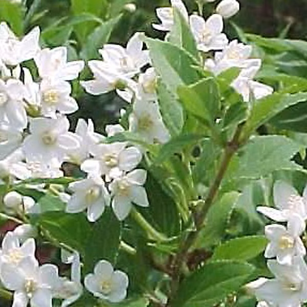 2 x Deutzia gracilis – 50 | 60 cm pot