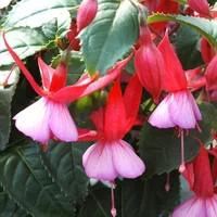 Le bon choix pour le jardin：Fuchsia en colonne - Le pot de 2,5 litres