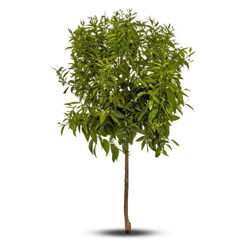 Qualité pour le jardin：Mandarinier. Le pot de 15 litres