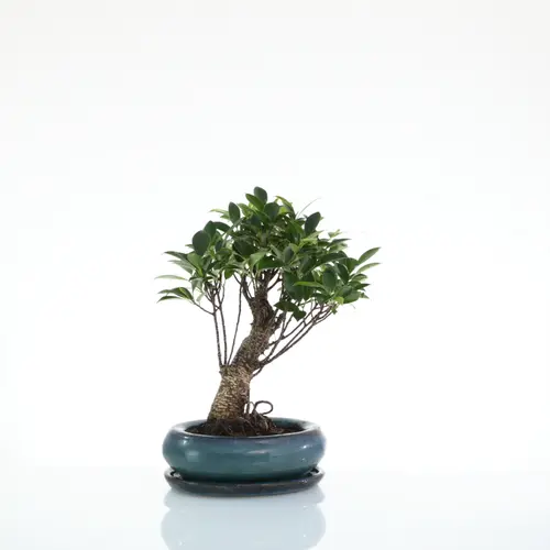 Une touche pratique à l’extérieur:Bonsaï Ficus Retusa botanic® taille 2,5. Le pot
