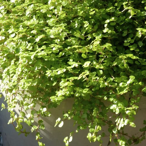 Pour vos projets jardin：Sagina Aurea - La coupe